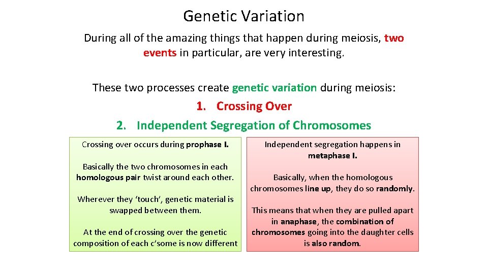 Genetic Variation During all of the amazing things that happen during meiosis, two events