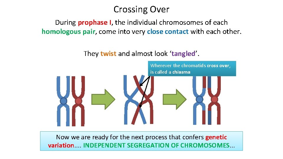 Crossing Over During prophase I, the individual chromosomes of each homologous pair, come into