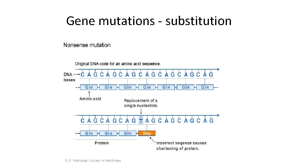 Gene mutations - substitution 