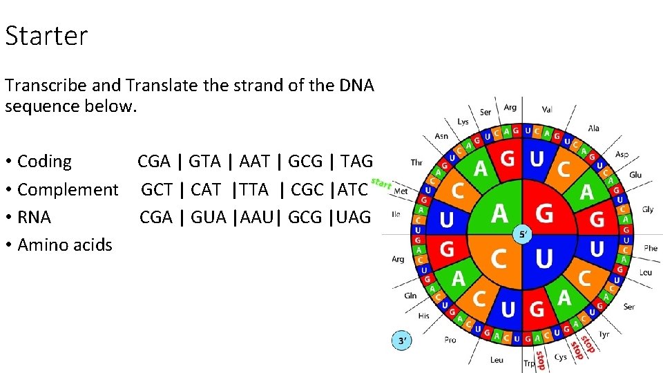 Starter Transcribe and Translate the strand of the DNA sequence below. • Coding CGA