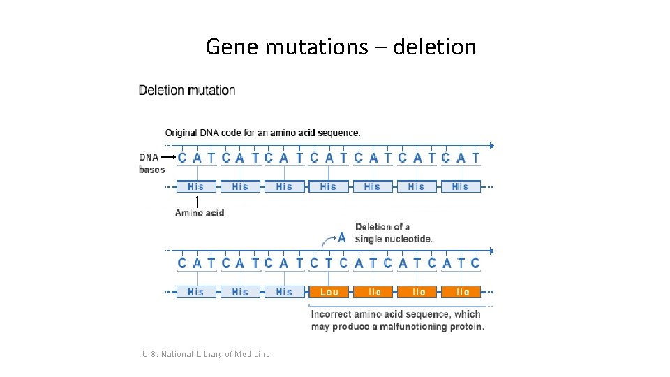 Gene mutations – deletion 
