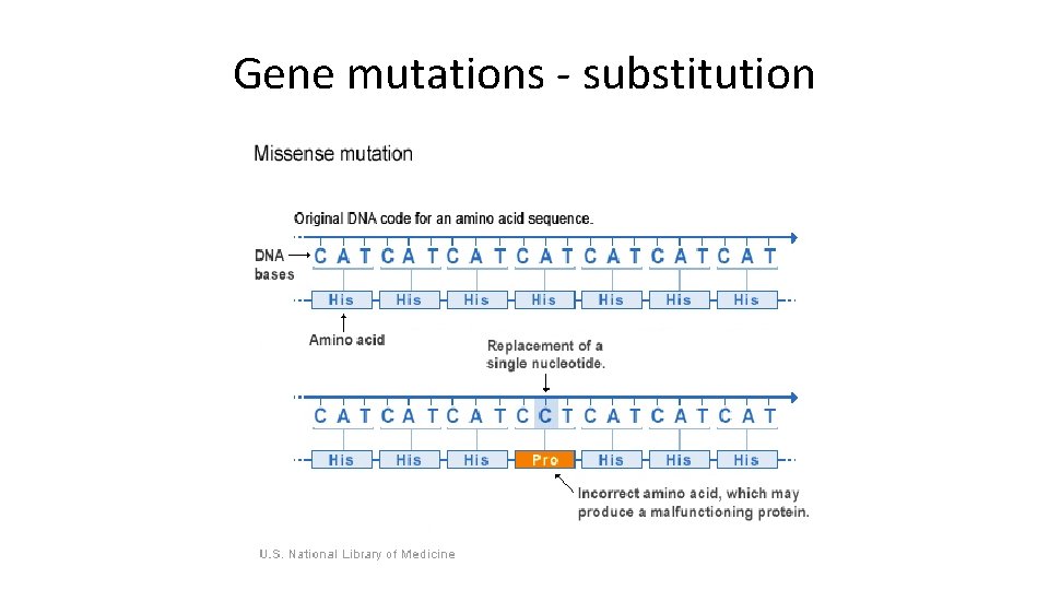Gene mutations - substitution 