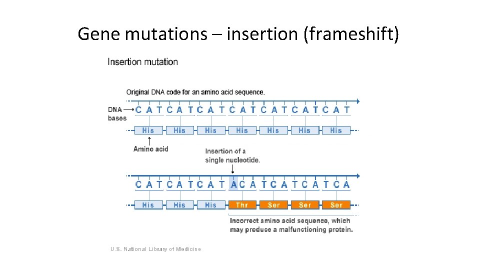Gene mutations – insertion (frameshift) 