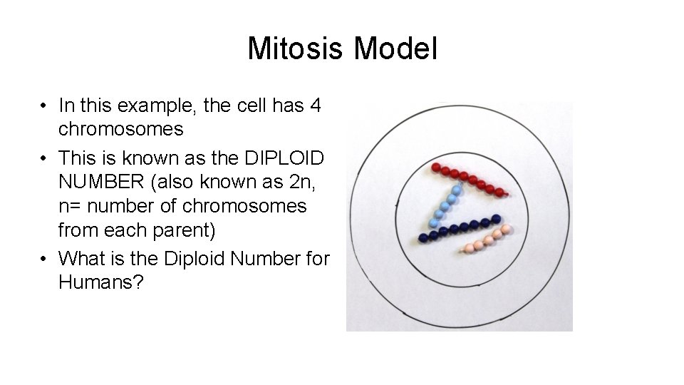 Mitosis Model • In this example, the cell has 4 chromosomes • This is