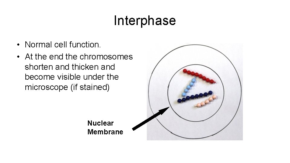 Interphase • Normal cell function. • At the end the chromosomes shorten and thicken