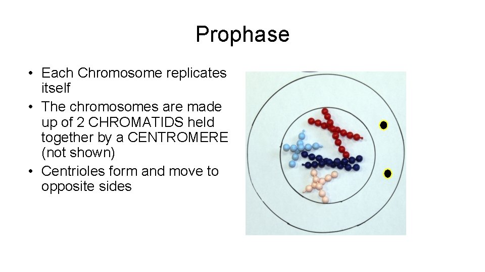 Prophase • Each Chromosome replicates itself • The chromosomes are made up of 2