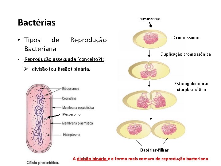 Bactérias • Tipos de Bacteriana mesossomo Cromossomo Reprodução - Reprodução assexuada (conceito? ): Duplicação