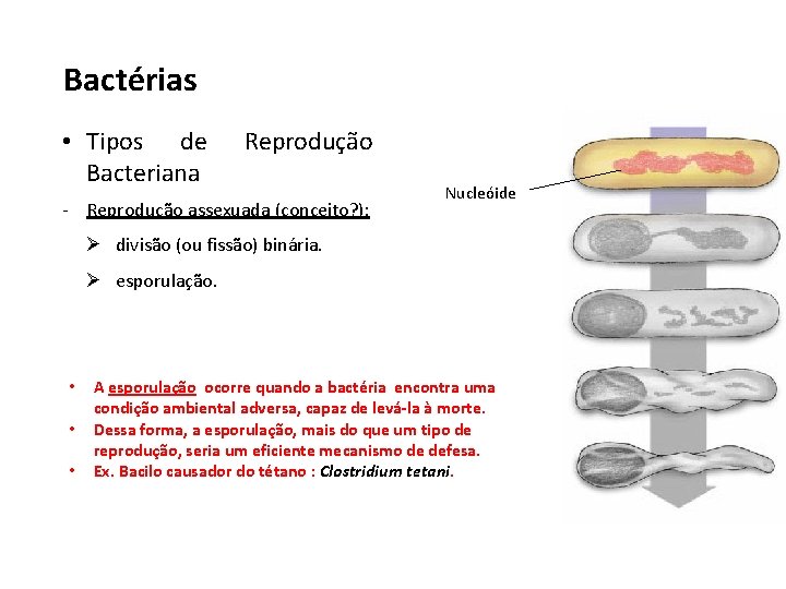 Bactérias • Tipos de Bacteriana Reprodução - Reprodução assexuada (conceito? ): Nucleóide Ø divisão