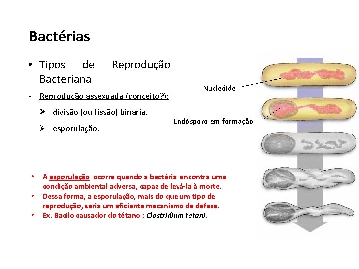 Bactérias • Tipos de Bacteriana Reprodução - Reprodução assexuada (conceito? ): Ø divisão (ou