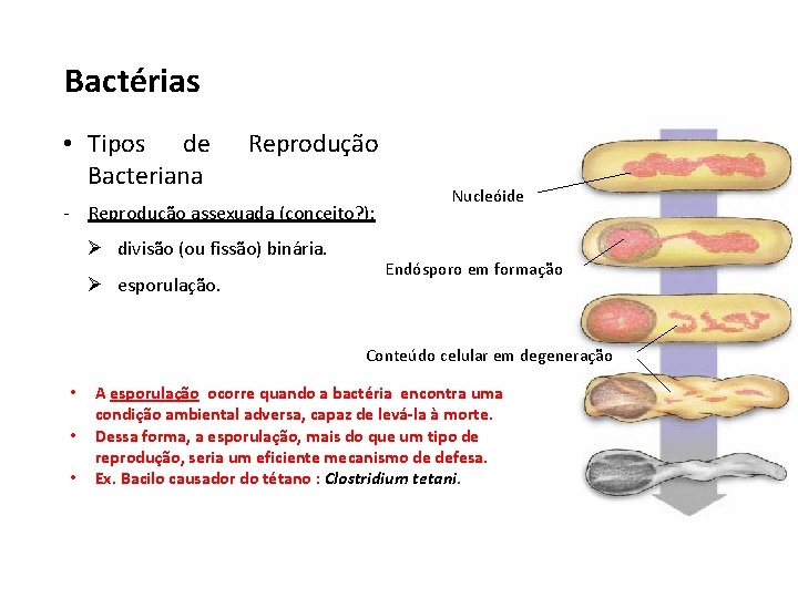 Bactérias • Tipos de Bacteriana Reprodução - Reprodução assexuada (conceito? ): Ø divisão (ou