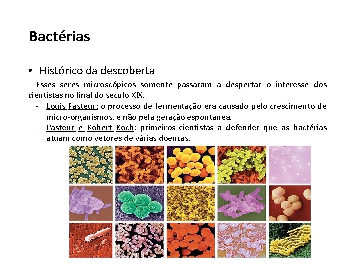Bactérias • Histórico da descoberta - Esses seres microscópicos somente passaram a despertar o