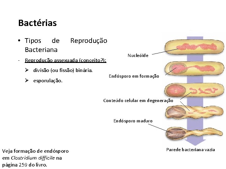 Bactérias • Tipos de Bacteriana Reprodução - Reprodução assexuada (conceito? ): Ø divisão (ou