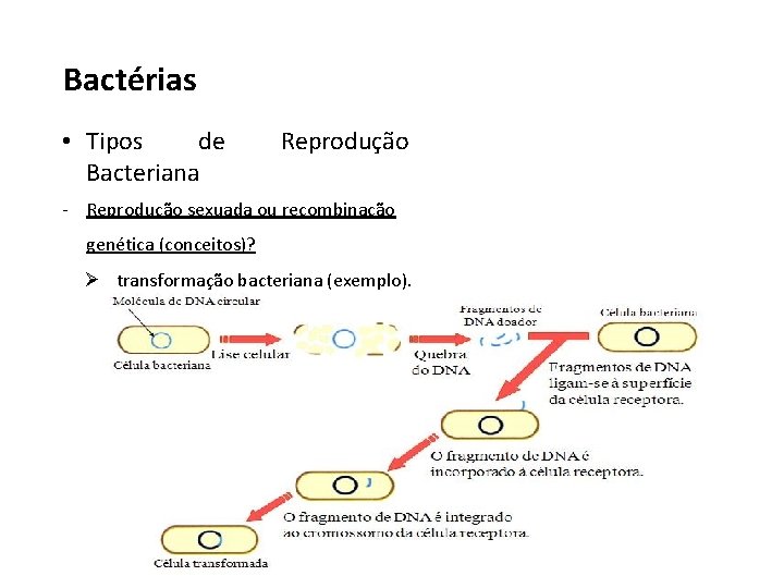 Bactérias • Tipos de Bacteriana Reprodução - Reprodução sexuada ou recombinação genética (conceitos)? Ø