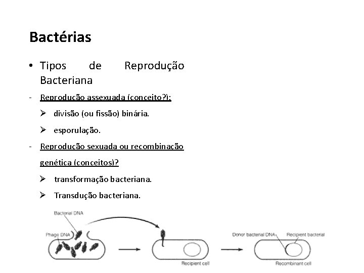 Bactérias • Tipos de Bacteriana Reprodução - Reprodução assexuada (conceito? ): Ø divisão (ou