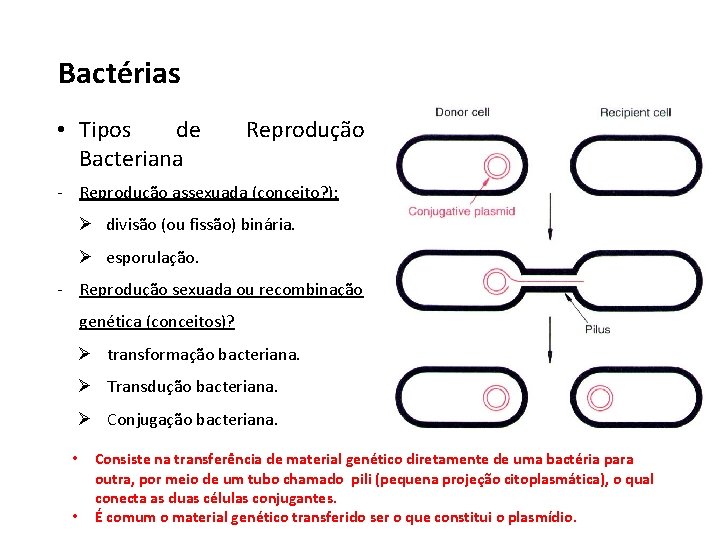 Bactérias • Tipos de Bacteriana Reprodução - Reprodução assexuada (conceito? ): Ø divisão (ou