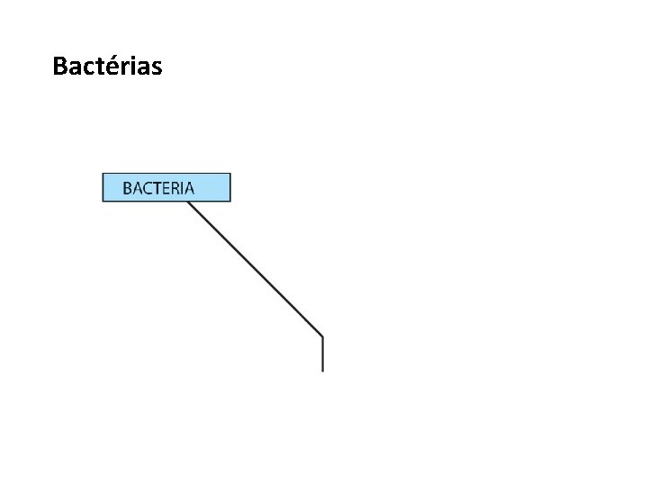 Bactérias 