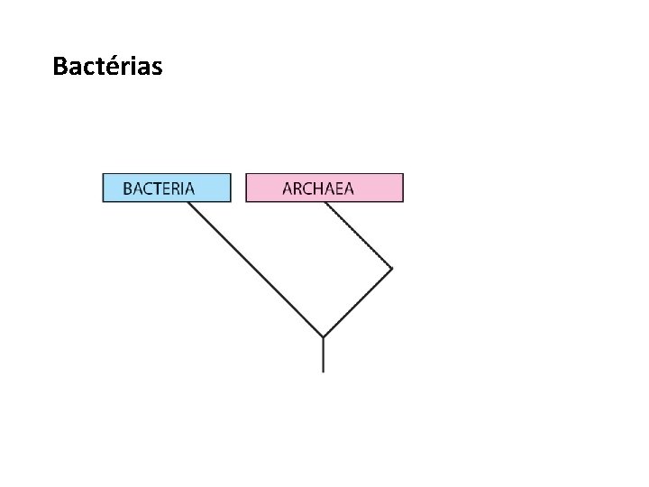 Bactérias 