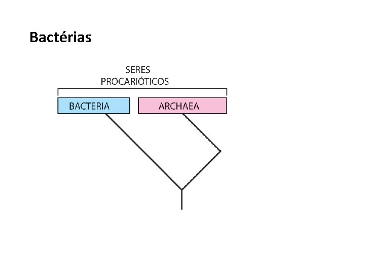 Bactérias 