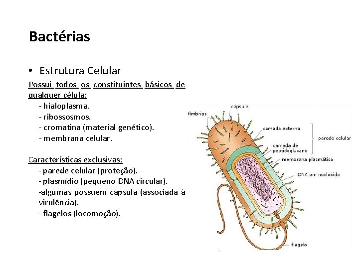Bactérias • Estrutura Celular Possui todos os constituintes básicos de qualquer célula: - hialoplasma.