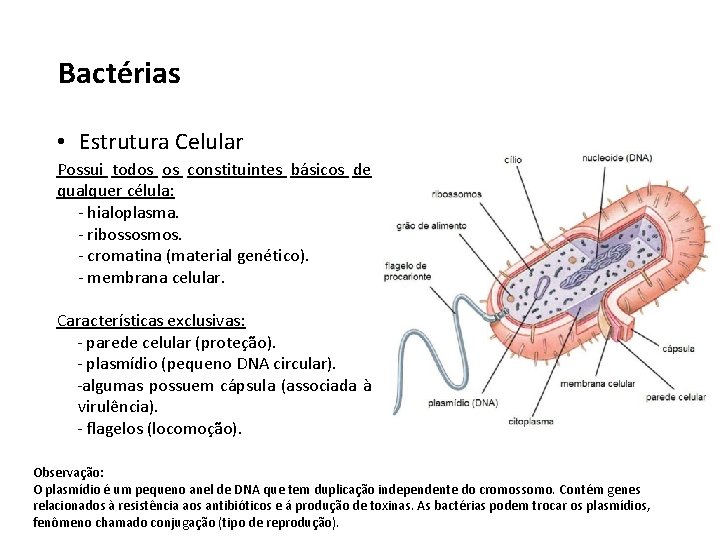 Bactérias • Estrutura Celular Possui todos os constituintes básicos de qualquer célula: - hialoplasma.