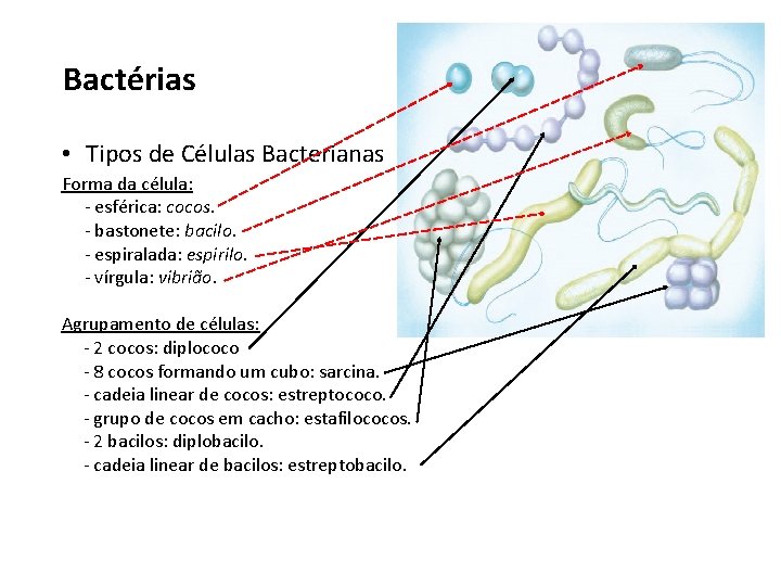 Bactérias • Tipos de Células Bacterianas Forma da célula: - esférica: cocos. - bastonete: