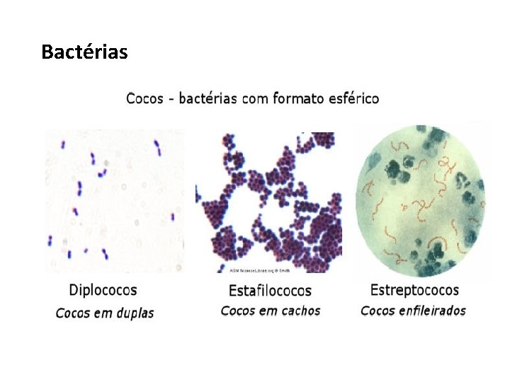 Bactérias 