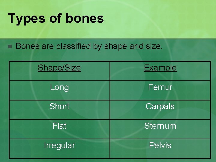 Types of bones n Bones are classified by shape and size. Shape/Size Example Long
