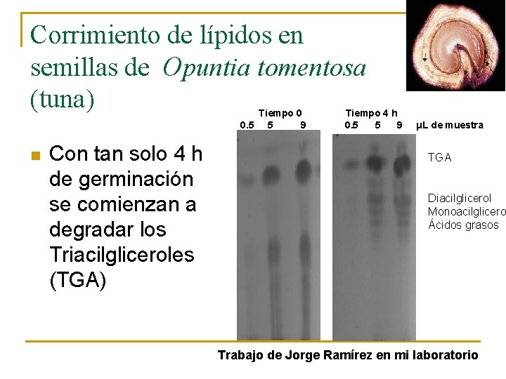 Corrimiento de lípidos en semillas de Opuntia tomentosa (tuna) Tiempo 0 0. 5 5
