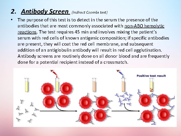 2. Antibody Screen (indirect Coombs test) • The purpose of this test is to