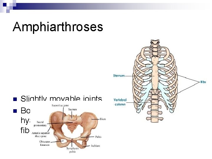 Amphiarthroses n n Slightly movable joints Bones connected by hyaline cartilage or fibrocartilage 