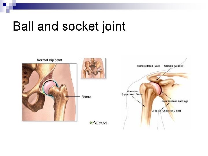 Ball and socket joint 