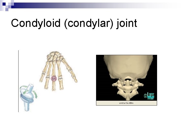 Condyloid (condylar) joint 