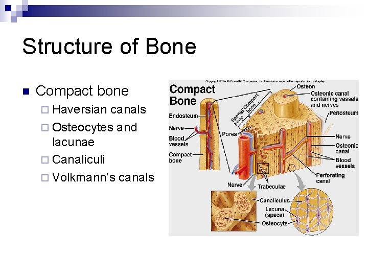 Structure of Bone n Compact bone ¨ Haversian canals ¨ Osteocytes and lacunae ¨
