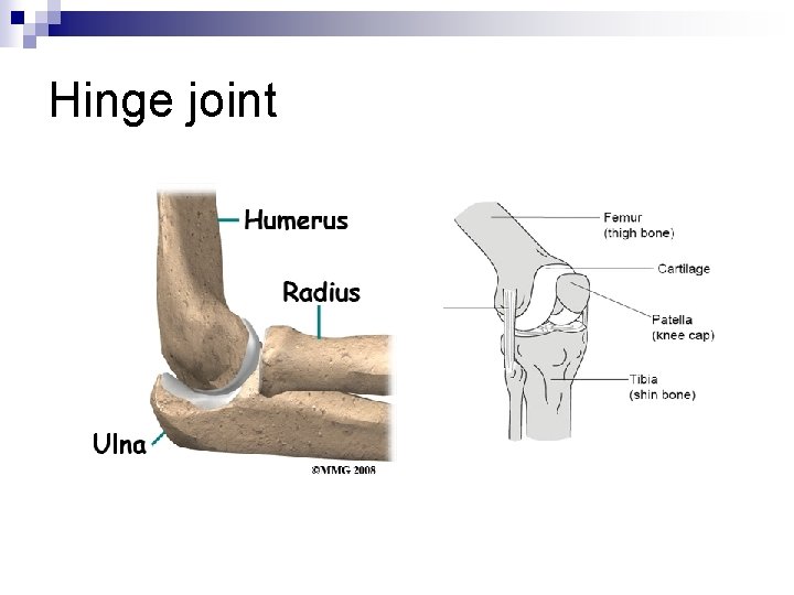 Hinge joint 