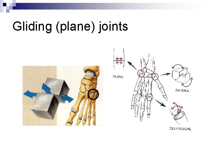 Gliding (plane) joints 