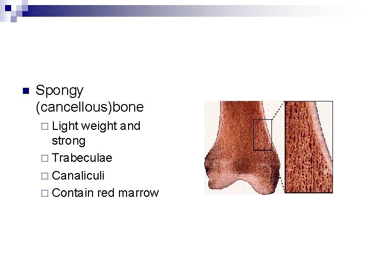 n Spongy (cancellous)bone ¨ Light weight and strong ¨ Trabeculae ¨ Canaliculi ¨ Contain