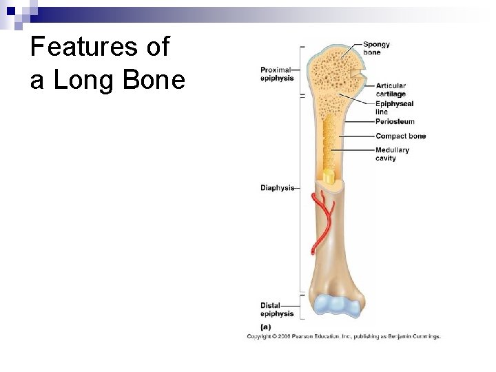Features of a Long Bone 