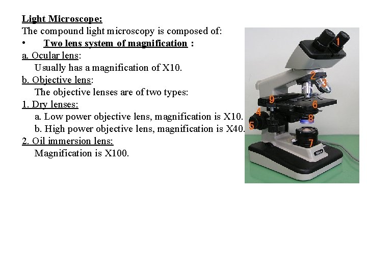 Light Microscope: The compound light microscopy is composed of: • Two lens system of