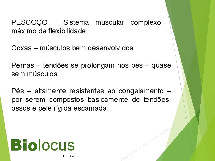 PESCOÇO – Sistema muscular complexo – máximo de flexibilidade Coxas – músculos bem desenvolvidos