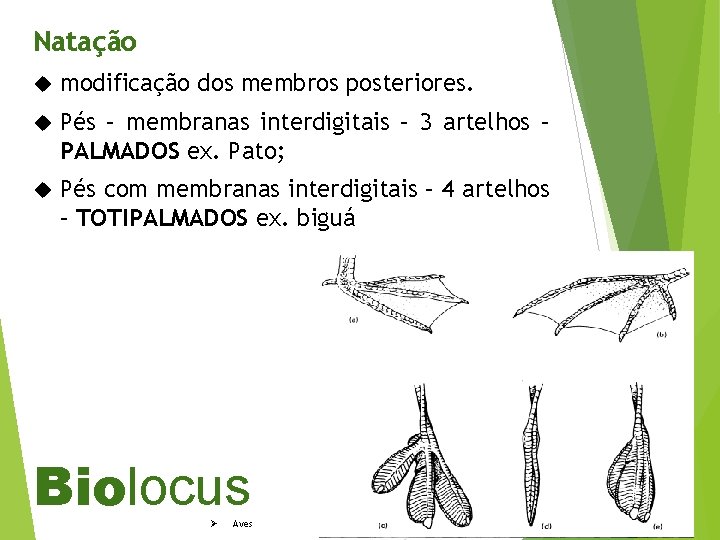Natação modificação dos membros posteriores. Pés – membranas interdigitais – 3 artelhos – PALMADOS