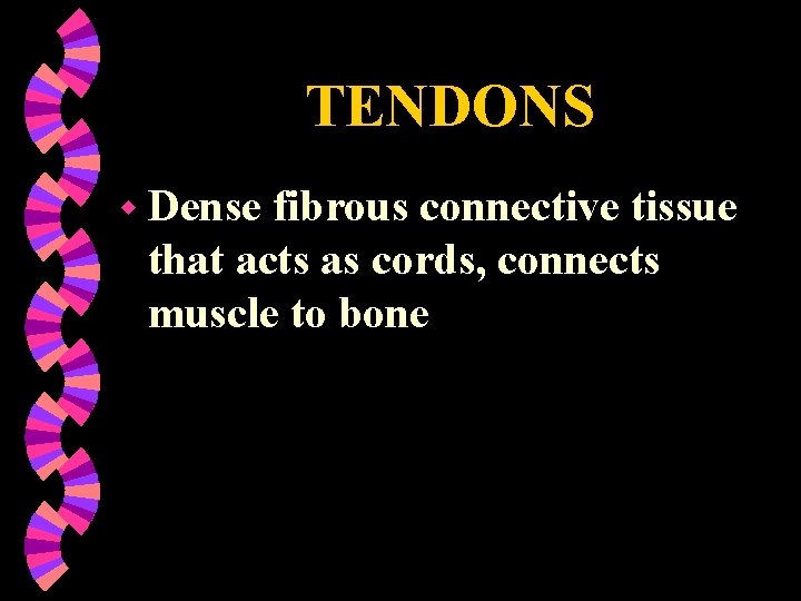 Muscular System Rehab Therapy MUSCULAR SYSTEM w If