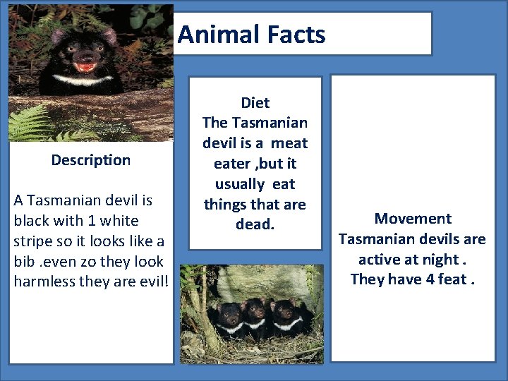 Animal Facts Description A Tasmanian devil is black with 1 white stripe so it