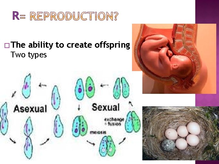 R � The ability to create offspring Two types that 