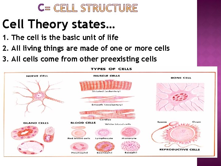 C Cell Theory states… 1. The cell is the basic unit of life 2.