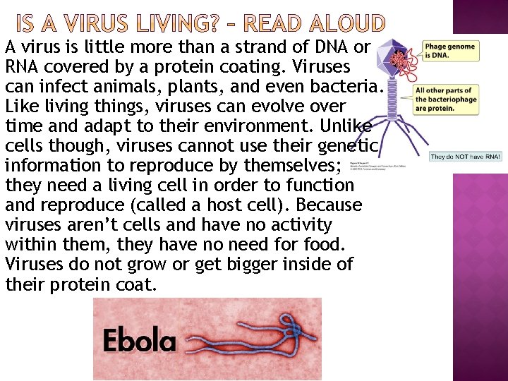 A virus is little more than a strand of DNA or RNA covered by