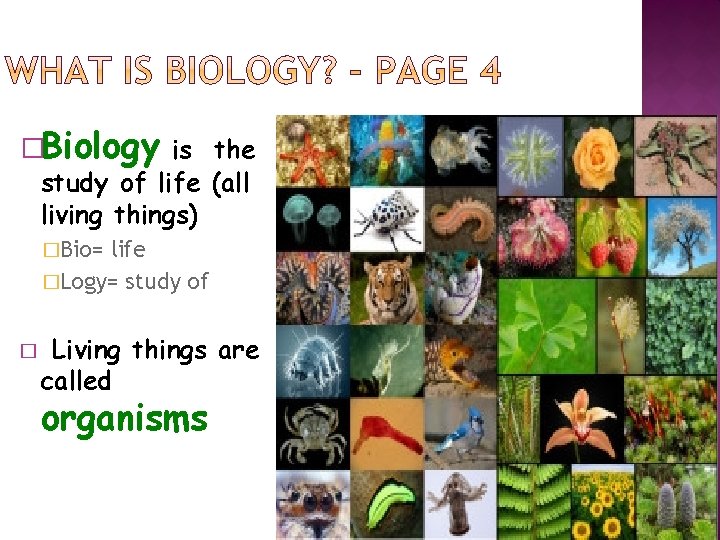 �Biology is the study of life (all living things) �Bio= life �Logy= study of