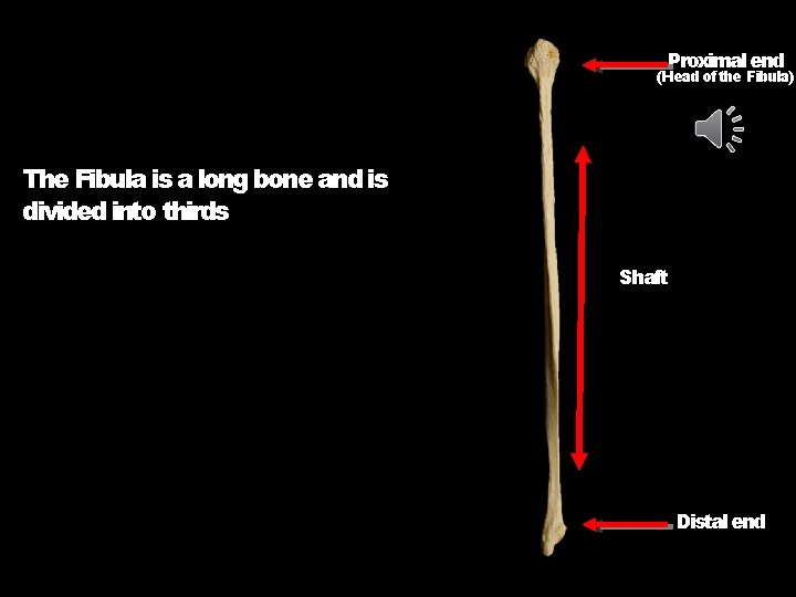 Proximal end (Head of the Fibula) The Fibula is a long bone and is