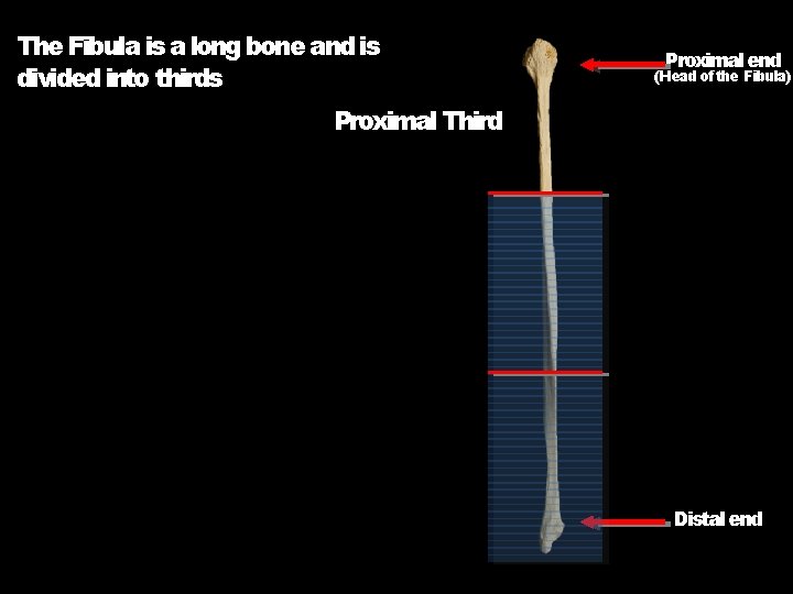 The Fibula is a long bone and is divided into thirds Proximal end (Head