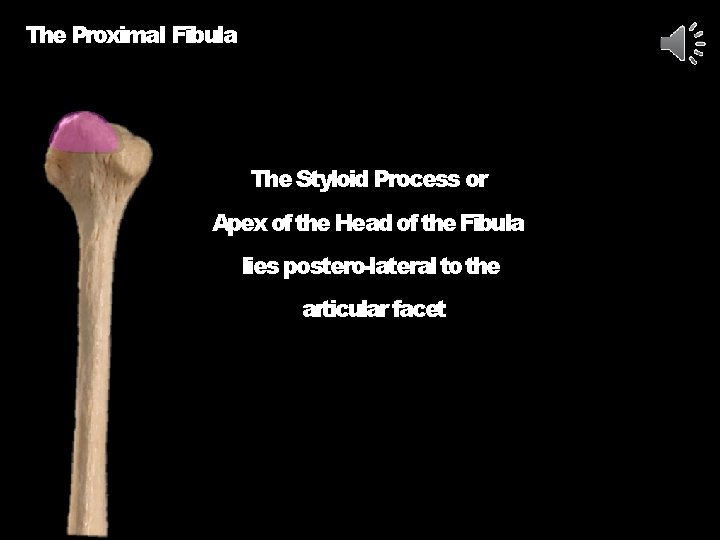 The Proximal Fibula The Styloid Process or Apex of the Head of the Fibula