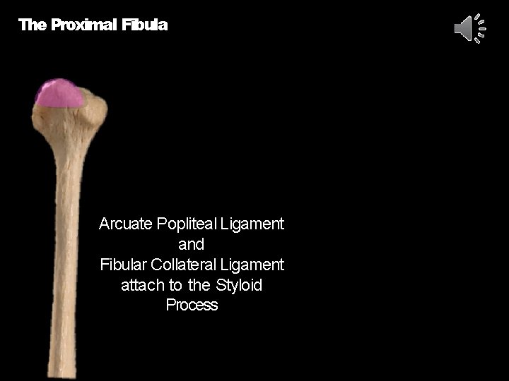 The Proximal Fibula Arcuate Popliteal Ligament and Fibular Collateral Ligament attach to the Styloid